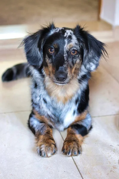 Plan Vertical Chien Mignon Assis Dans Une Pièce — Photo