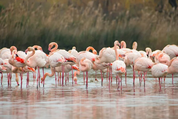 Eine Nahaufnahme Von Flamingos Die Wasser Ruhen — Stockfoto
