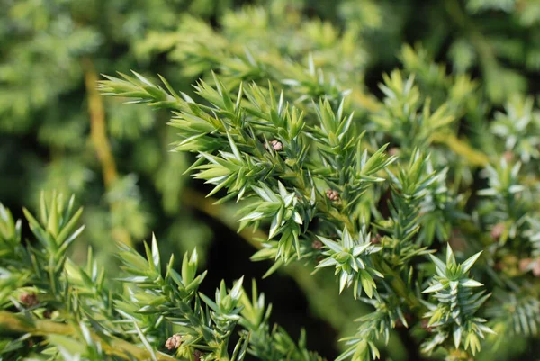 Detailní Záběr Juniper Rostoucí Lese — Stock fotografie