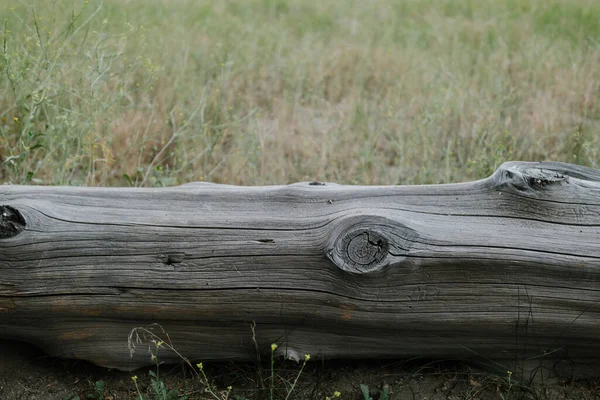 Großaufnahme Eines Baumstammes Auf Einer Wiese — Stockfoto