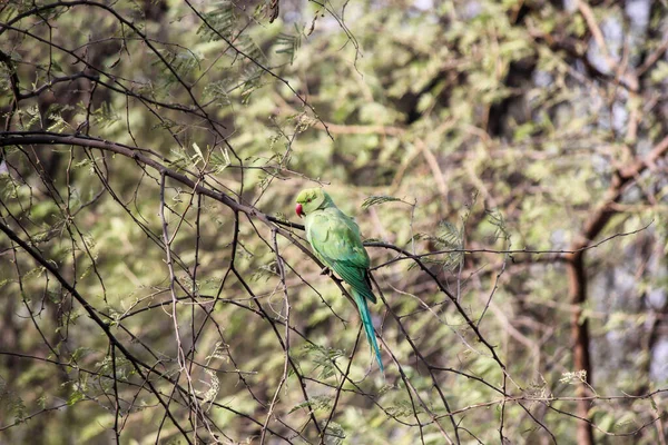 印度拉贾斯坦邦Bharatpur的Keoladeo国家公园 一只环颈鹦鹉栖息在树枝上进行特写 — 图库照片