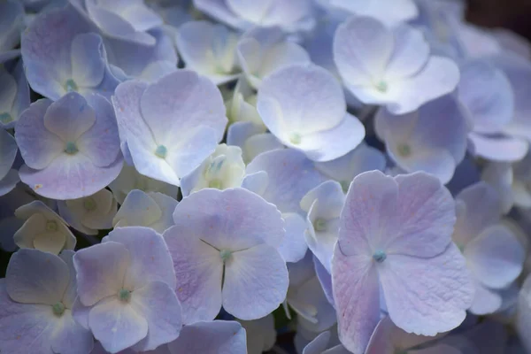 Tiro Ángulo Alto Cabezas Flores Hortensia Con Pétalos Azules Claros —  Fotos de Stock