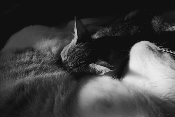 Bir Kedinin Gri Tonlu Yakın Çekimi — Stok fotoğraf