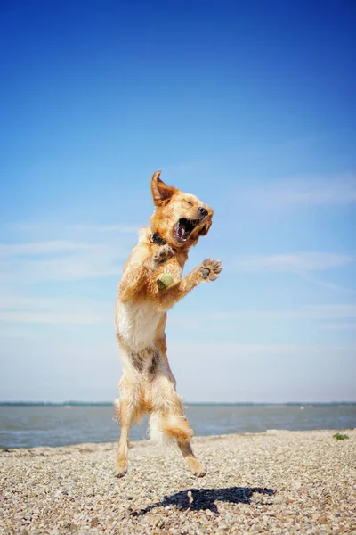 Adorable Alegre Perro Golden Retriever Jugando Playa Día Soleado —  Fotos de Stock