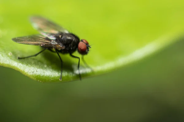 Tiro Close Uma Mosca Uma Folha Verde — Fotografia de Stock