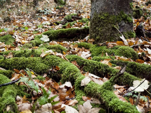 Gros Plan Racines Arbres Recouvertes Mousse Dans Une Forêt — Photo