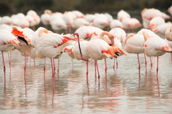 Eine Nahaufnahme Von Flamingos Die Wasser Ruhen — Stockfoto