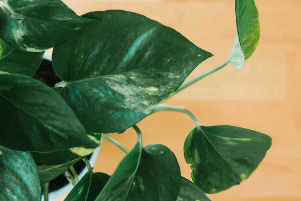 Vista Superior Una Falsa Planta Verde Sobre Fondo Madera — Foto de Stock