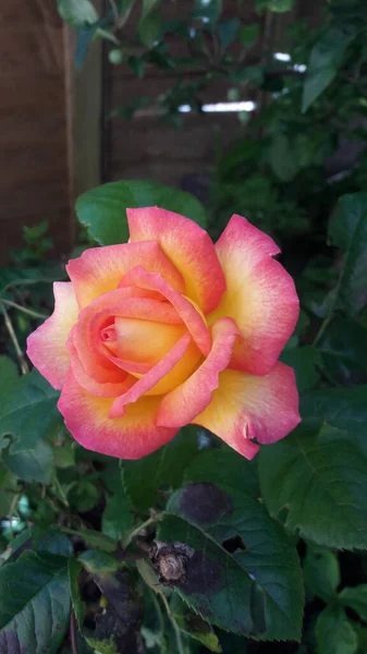 Крупним Планом Рожево Жовта Троянда Зеленим Фоном Листя — стокове фото
