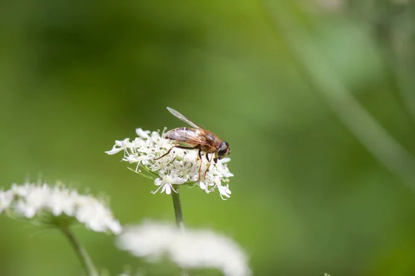 Tiro Seletivo Foco Uma Mosca Flores Selvagens Jardim Sob Luz — Fotografia de Stock