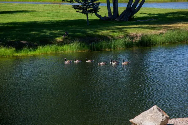 Eine Entengruppe Schwimmt See Hintergrund Das Gras — Stockfoto