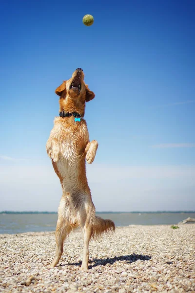 Adorável Alegre Cão Golden Retriever Brincando Praia Dia Ensolarado — Fotografia de Stock