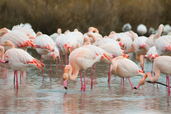 Eine Auswahl Rosafarbener Flamingos Einem Teich Camarque Frankreich — Stockfoto