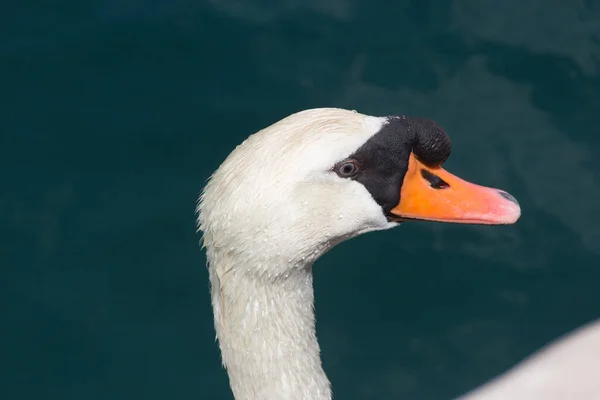 Close Uma Cabeça Lindo Cisne Mudo Com Água Verde Fundo — Fotografia de Stock