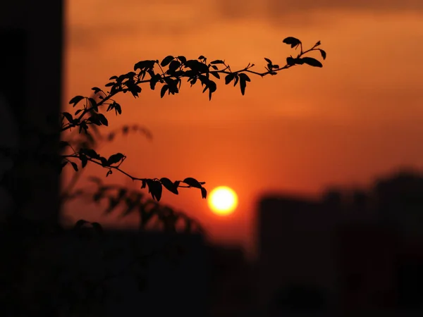 木の枝のシルエットの後ろに金色の夕日の静かな風景 — ストック写真