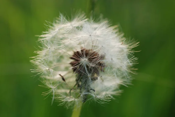 Närbild Bild Maskros Grön Suddig Bakgrund — Stockfoto