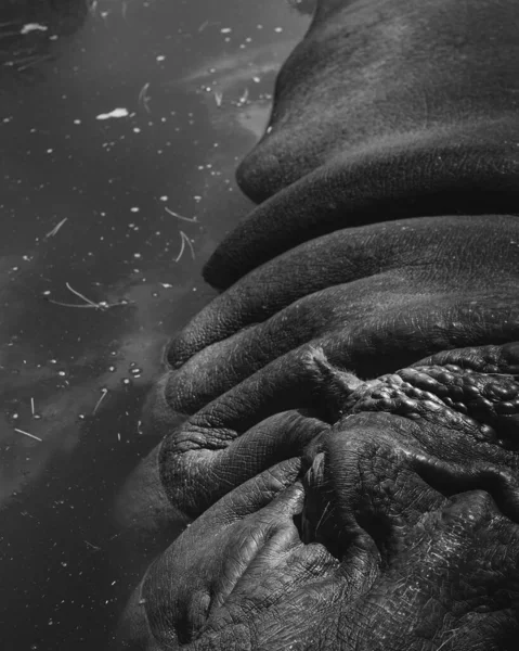 Grayscale Hippo Body Texture Pond — Stock Photo, Image