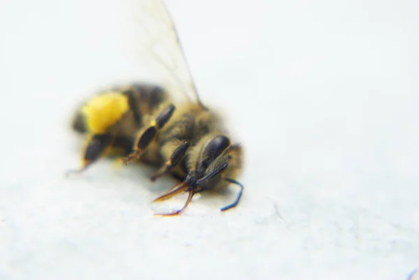 Dead Bee Isolated White Background Free Space Text — Stock Photo, Image