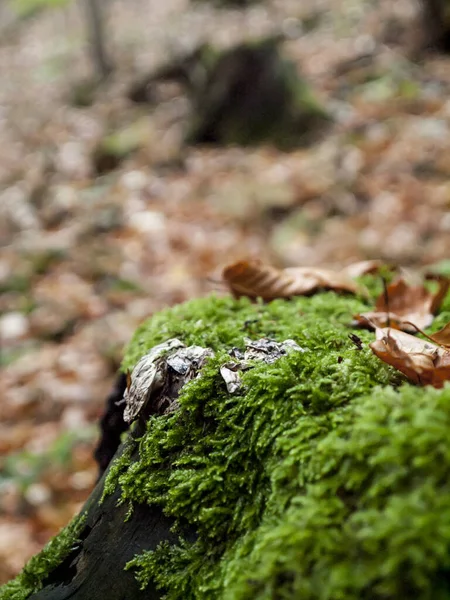 Una Toma Vertical Tronco Árbol Cubierto Musgo Sobre Fondo Borroso — Foto de Stock