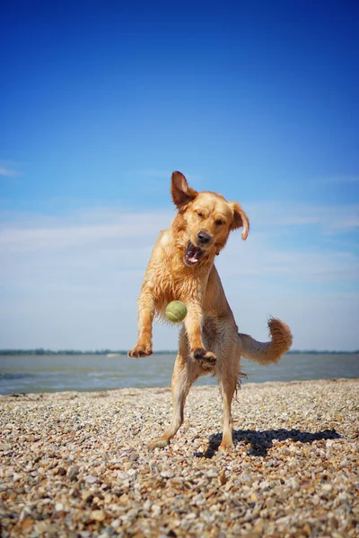 Uroczy Wesoły Pies Golden Retriever Bawiący Się Plaży Słoneczny Dzień — Zdjęcie stockowe