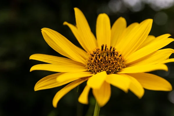 Fleur Avec Arrière Plan Flou Haut — Photo