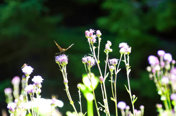 Eine Selektive Fokusaufnahme Eines Pfauenfalters Auf Wiesenblumen — Stockfoto