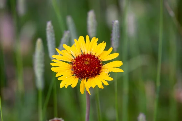 Flor Com Fundo Borrado Visto Cima — Fotografia de Stock