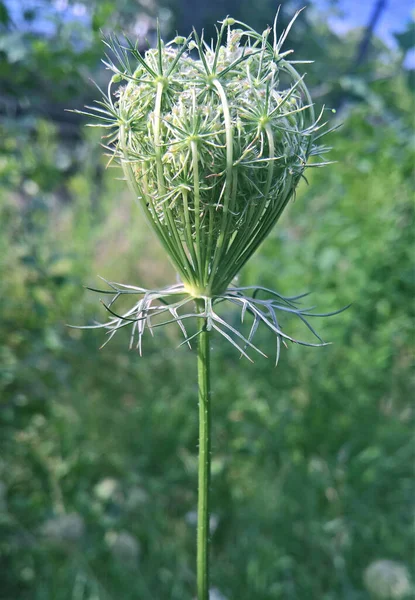 Selektywny Charakter Dzikiej Marchewki Daucus Carota Polu — Zdjęcie stockowe