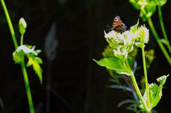 Mise Point Sélective Papillon Paon Sur Des Fleurs Prairie — Photo