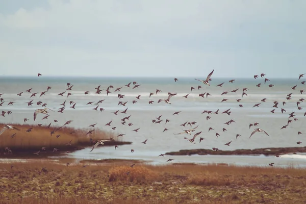 Beautiful Scenery Landscape Flight Birds Beach Denmark Winter — Stock Photo, Image