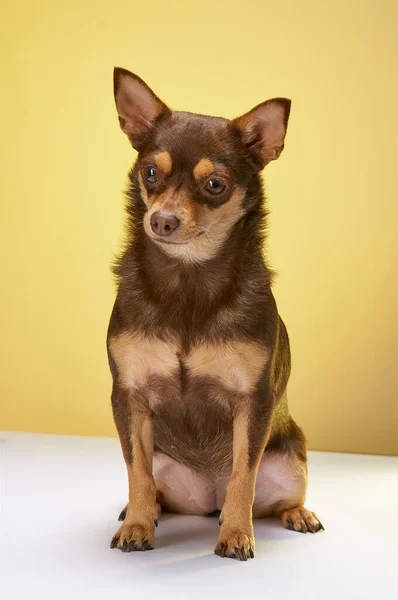 Primer Plano Lindo Chihuahua Sentado Marrón Sobre Fondo Amarillo —  Fotos de Stock