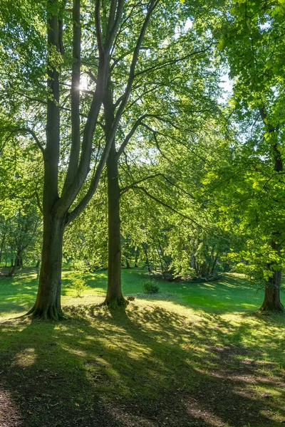 Bir Sürü Ağaç Göl Yeşillik Olan Güzel Bir Park Manzarası — Stok fotoğraf