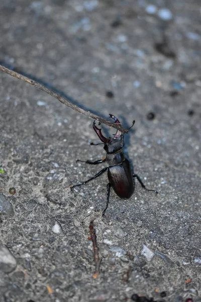 Vertical Shot Stag Beetle — Stock Photo, Image