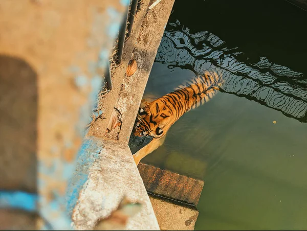 Een Oppere Uitzicht Opname Van Een Tijger Zwemmend Een Groen — Stockfoto