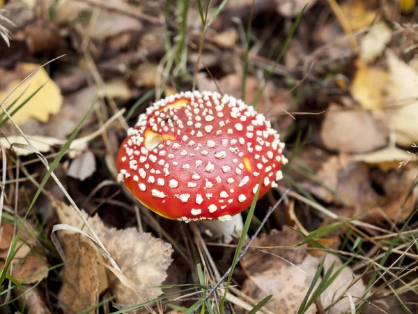 Tiro Close Cogumelo Com Boné Vermelho Uma Floresta — Fotografia de Stock