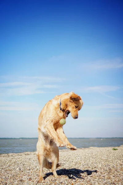 Seekor Anjing Retriever Emas Yang Menggemaskan Bermain Pantai Pada Hari — Stok Foto