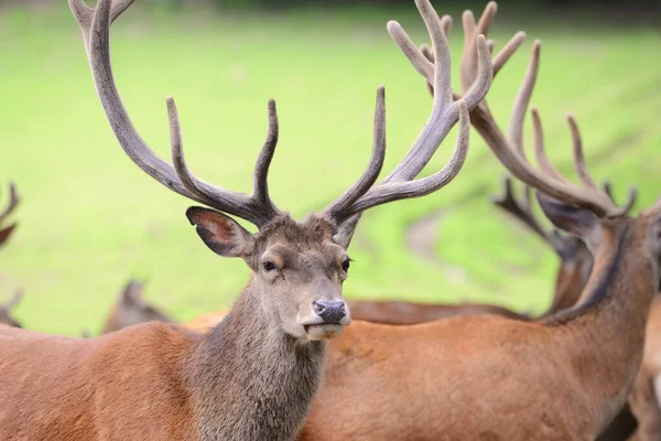 鹿の角が美しいオスのクローズアップ — ストック写真