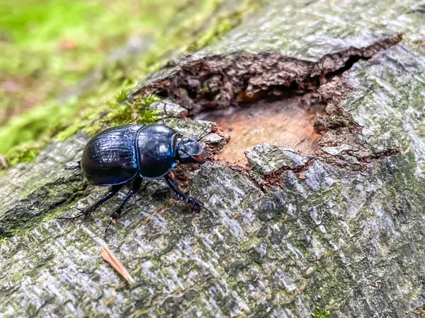 一只森林甲虫坐在一棵树上的特写镜头 — 图库照片