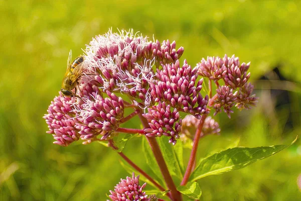 Tiro Foco Seletivo Uma Abelha Flores Eupatorium Prado — Fotografia de Stock