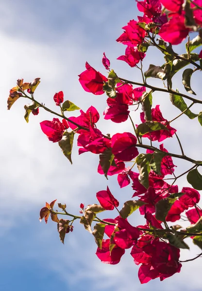 Egy Közeli Kép Rózsaszín Bougainvillea — Stock Fotó