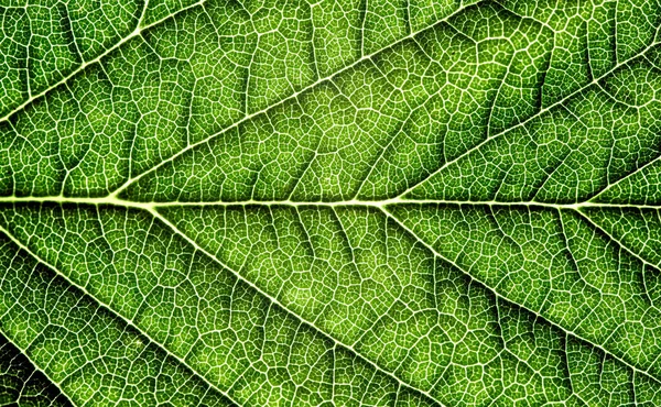Kırık Çizgileri Olan Yeşil Bir Yaprağın Makro Görüntüsü — Stok fotoğraf