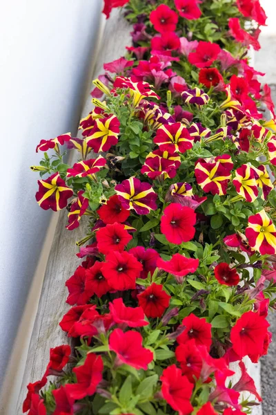 Una Hermosa Toma Coloridas Plantas Con Flores Petunia Creciendo Una — Foto de Stock