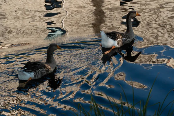 Tiro Close Dois Patos Bonitos Nadando Lago Sob Sol — Fotografia de Stock