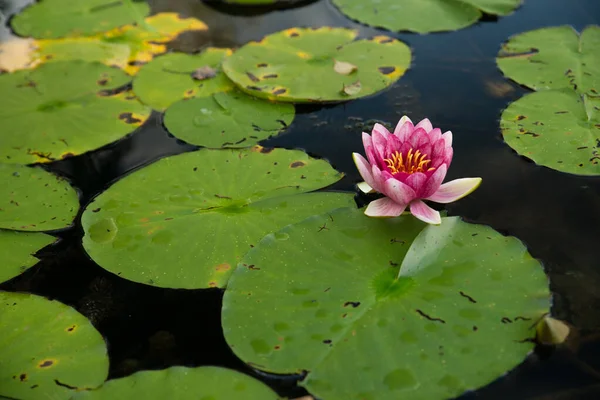 Närbild Vacker Rosa Näckros Vattenytan — Stockfoto