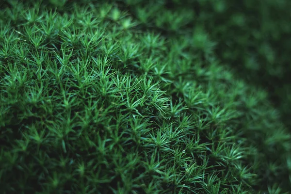 Une Vue Dessus Des Feuilles Vertes Des Plantes Dans Une — Photo