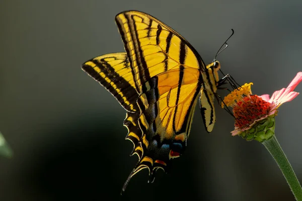 Een Prachtig Shot Van Een Vlinder Een Bloem Een Tuin — Stockfoto
