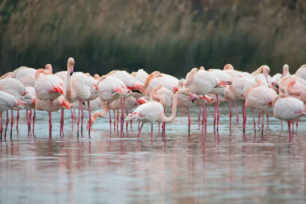 Ein Schwarm Weißer Und Rosafarbener Flamingos Watet Flachen Wasser Des — Stockfoto