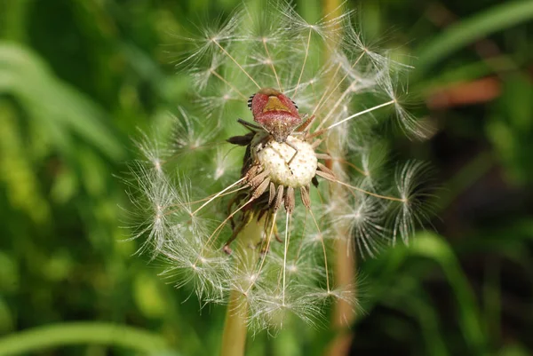 Een Closeup Shot Van Een Paardebloem Een Groene Wazige Achtergrond — Stockfoto