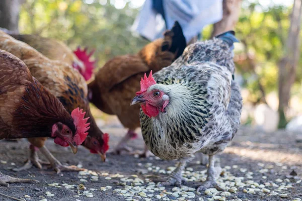 Een Selectieve Focusshot Van Kippen Een Boerenbedrijf — Stockfoto