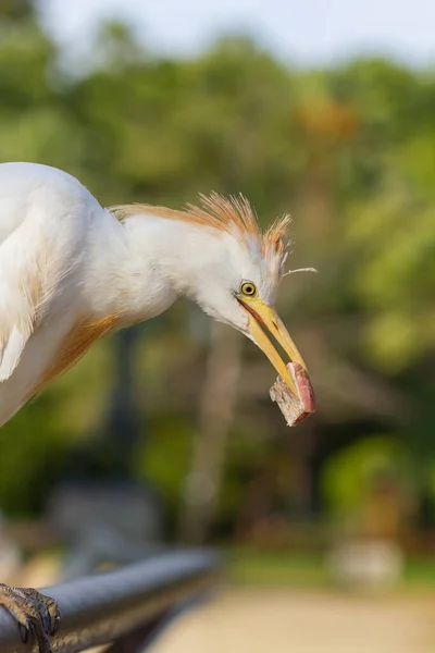 Eine Vertikale Aufnahme Eines Kuhreihers Mit Einem Fisch Schnabel Freien — Stockfoto